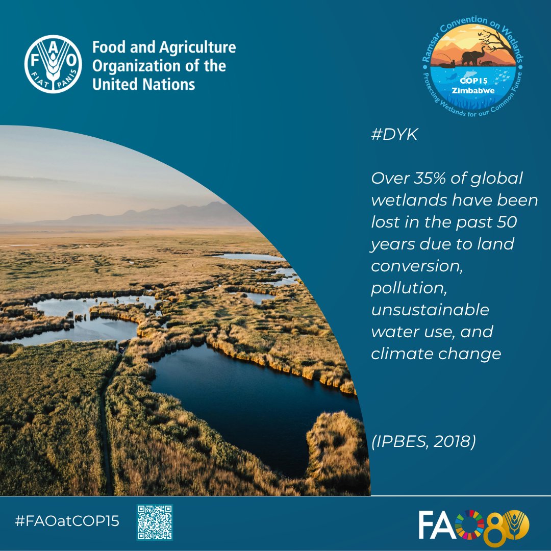 FAO Subregional Office for Southern Africa (@faosfsafrica) on Twitter photo 🧠#DYK🤩
#wetlands support food production, store carbon, recharge groundwater, and protect biodiversity
<a href="/FAO/">Food and Agriculture Organization</a> works with countries to manage wetlands sustainably across agriculture🌾forestry🌳fisheries🎣livestock🫏
Learn more bit.ly/3Us1xR4
<a href="/FAO/">Food and Agriculture Organization</a> at <a href="/RamsarConv/">Convention on Wetlands</a> #Cop15 🧠#DYK🤩
#wetlands support food production, store carbon, recharge groundwater, and protect biodiversity
<a href="/FAO/">Food and Agriculture Organization</a> works with countries to manage wetlands sustainably across agriculture🌾forestry🌳fisheries🎣livestock🫏
Learn more bit.ly/3Us1xR4
<a href="/FAO/">Food and Agriculture Organization</a> at <a href="/RamsarConv/">Convention on Wetlands</a> #Cop15