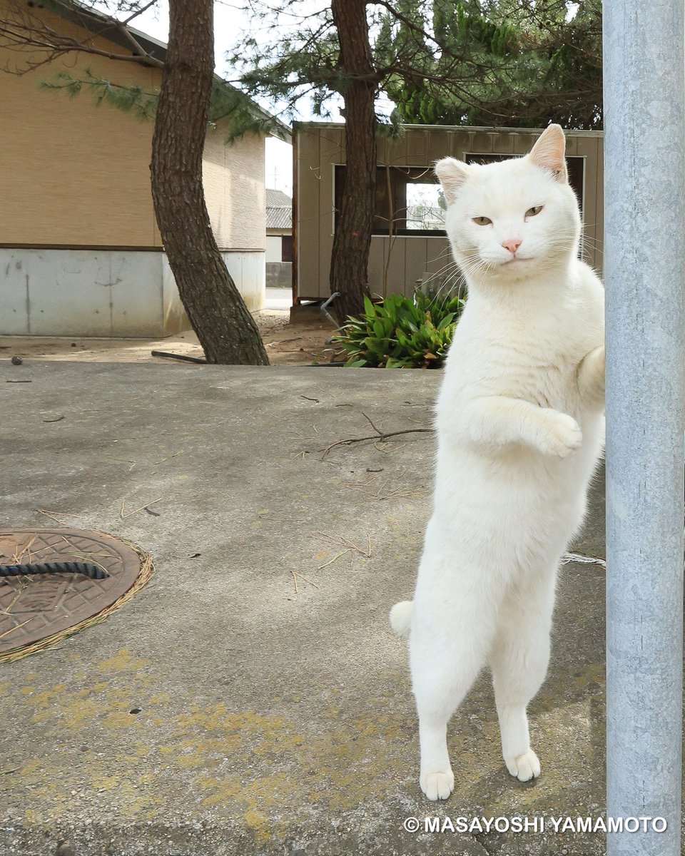 nekoiroiro's tweet image. おかえり。

#ねこ #猫 #cat