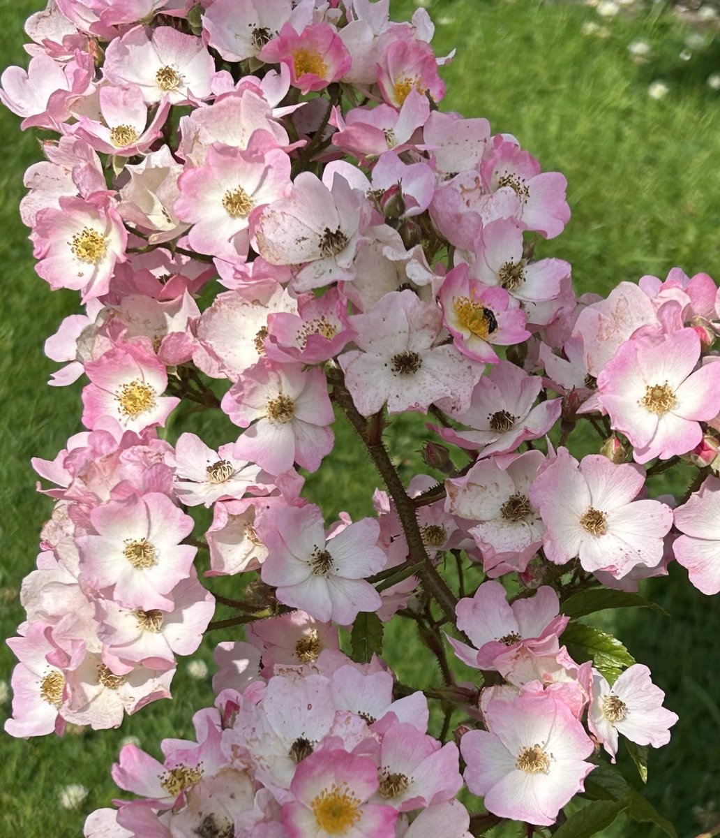 HelenMSimpson26's tweet image. Ballerina rose for #FlowersonFriday and #PinkFriday have a good one.