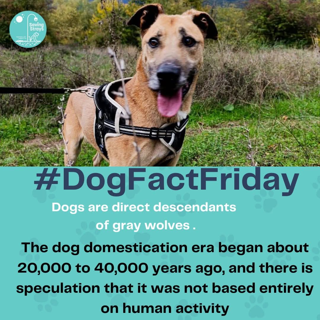 SavingStraysUK's tweet image. DOG FACT FRIDAY
Dogs are descendants of wolvesโspecifically, an extinct population of ancient wolves that lived tens of thousands of years ago.
Domestication likely began when less aggressive wolves started scavenging near human camps, forming a mutually beneficial relationship