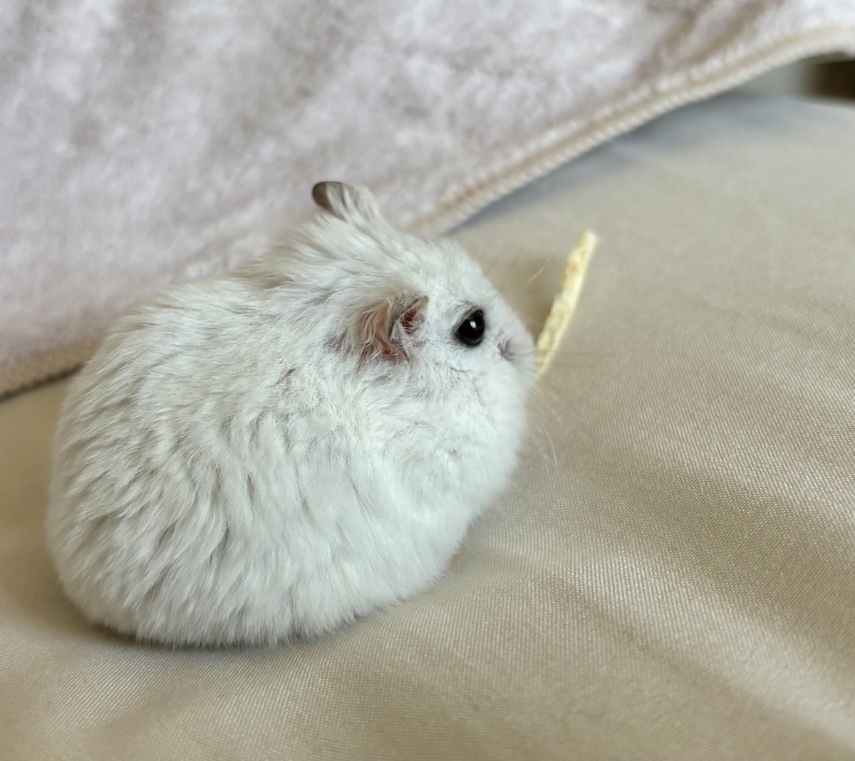 syarumiru's tweet image. 無心でマックのポテトを一点を見つめて食べてる時の私みたいだ