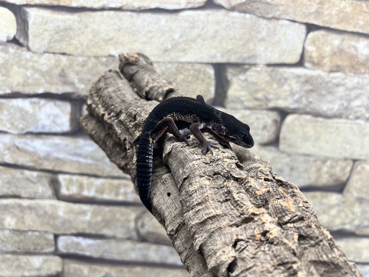 reptilespro02's tweet photo. 新入荷　ブラックナイト
閉店前 最後の大量輸入が到着してます！！ 大感謝祭としまして、全て 大特価で本日から販売しております。 
ブラックナイト¥29,700~
既に閉店している高松店、移転済の徳島店でも お迎え頂けます。別店舗での受け取りをご希望の場合は 各店舗へご連絡ください！ https://t.co/R8zCvwfg4B