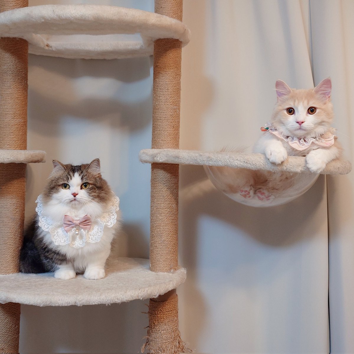 marotrain's tweet image. 今週もお疲れ様でした✨✨✨
#猫のいる暮らし𓏲𓎨   #ミヌエット #ラガマフィン #ツーショット