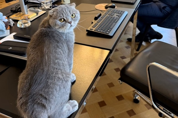 Belgian prime minister welcomes special-needs rescue cat to his Brussels office
thebulletin.be/belgian-prime-…