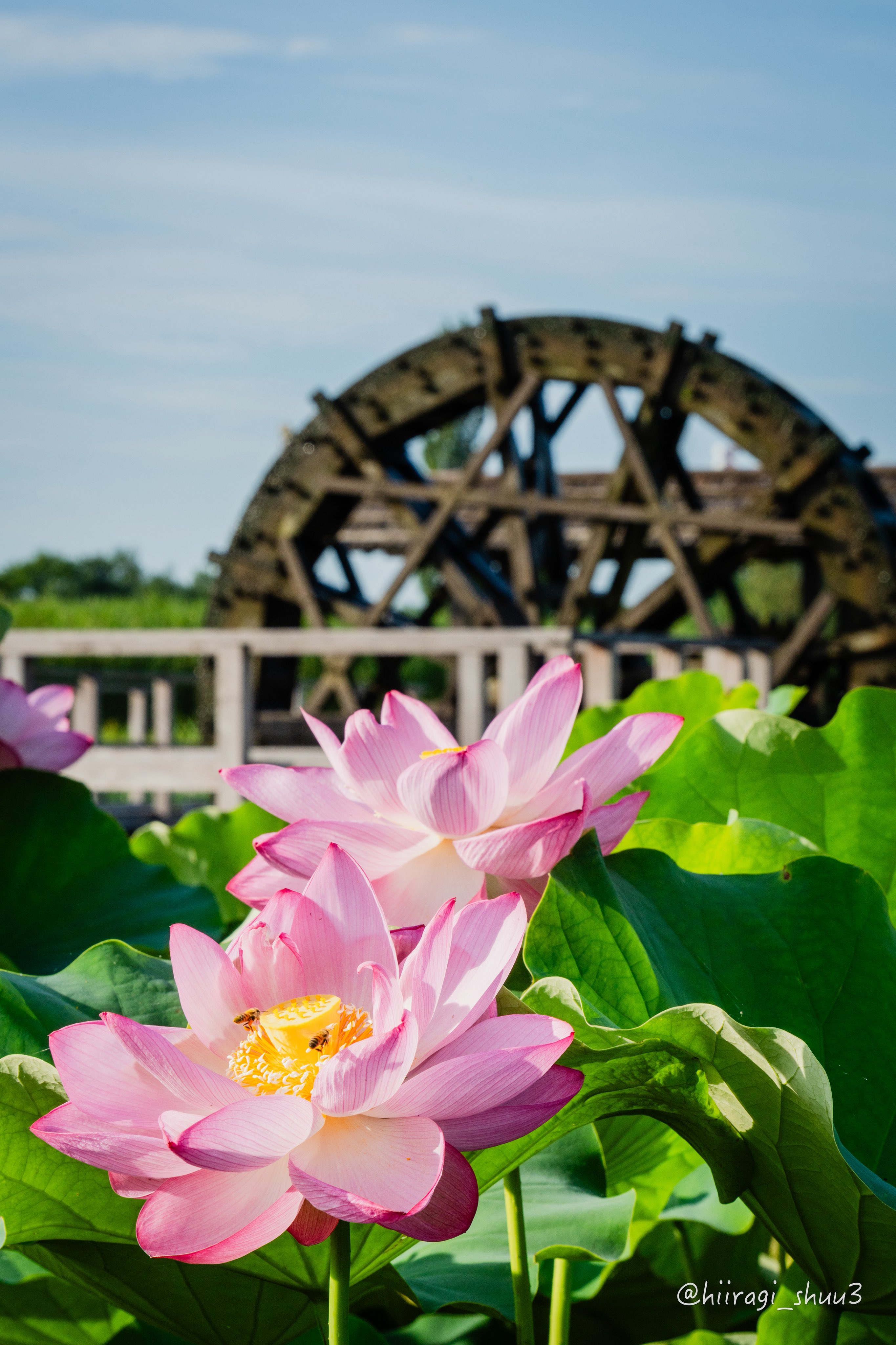 ひいらぎ ページ MMG-FUYUZAKURA-'21WSE/E | Deviser ｜株式会社ディバイザー