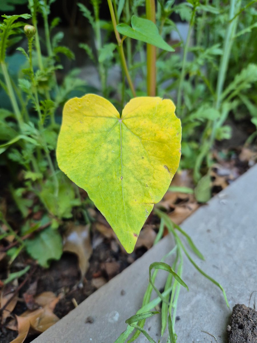 ShropGirlFriday's tweet image. So #grateful to have so many people who recommend & support me here 🫶 & so fortunate to be able to continue being a sponsor of @shrewsmorris - my thanks to everyone - hope you all have a smashing weekend - Take care 🍸
The beauty of nature in my garden 🙌