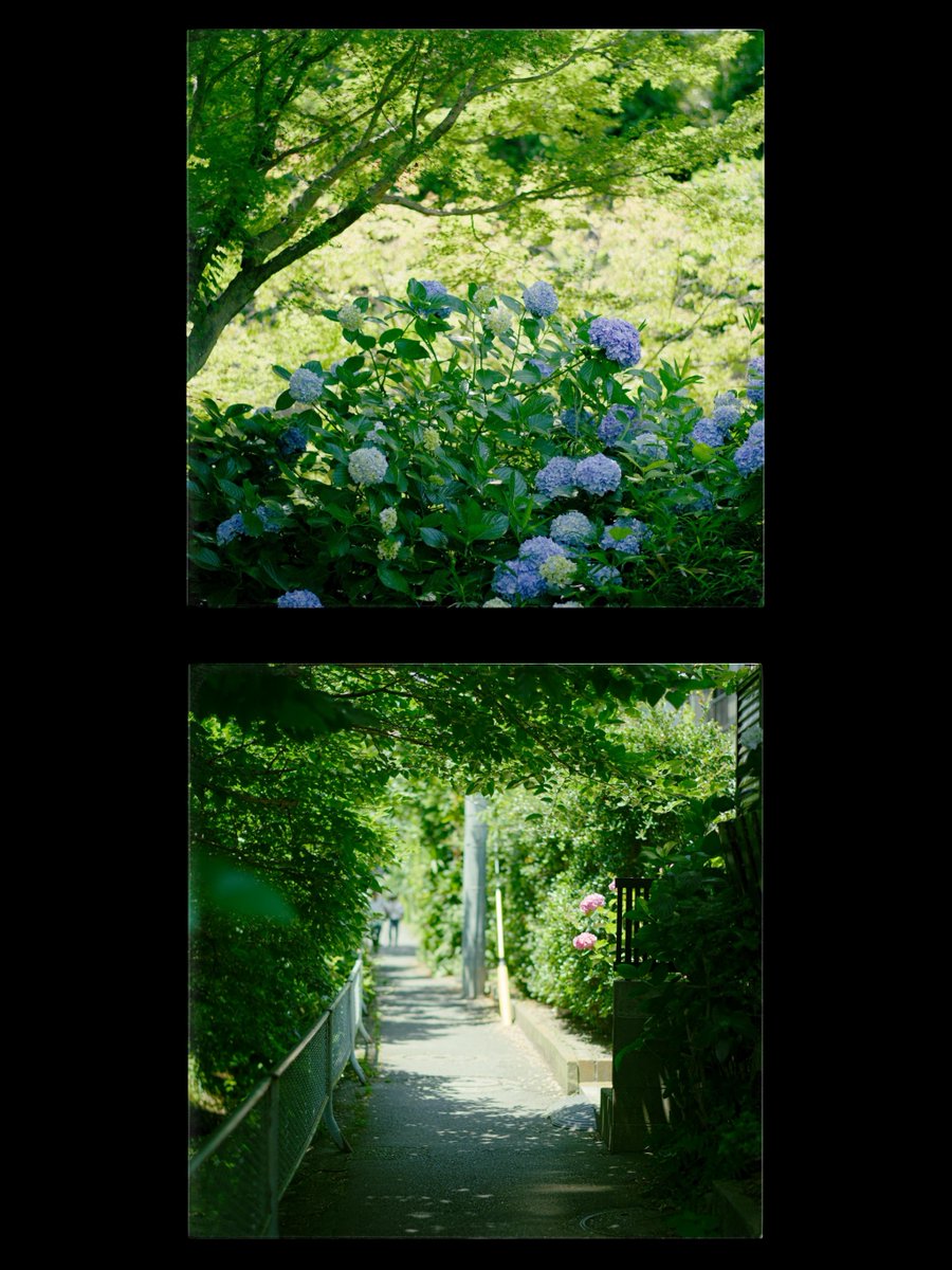 meow_photo's tweet image. 
