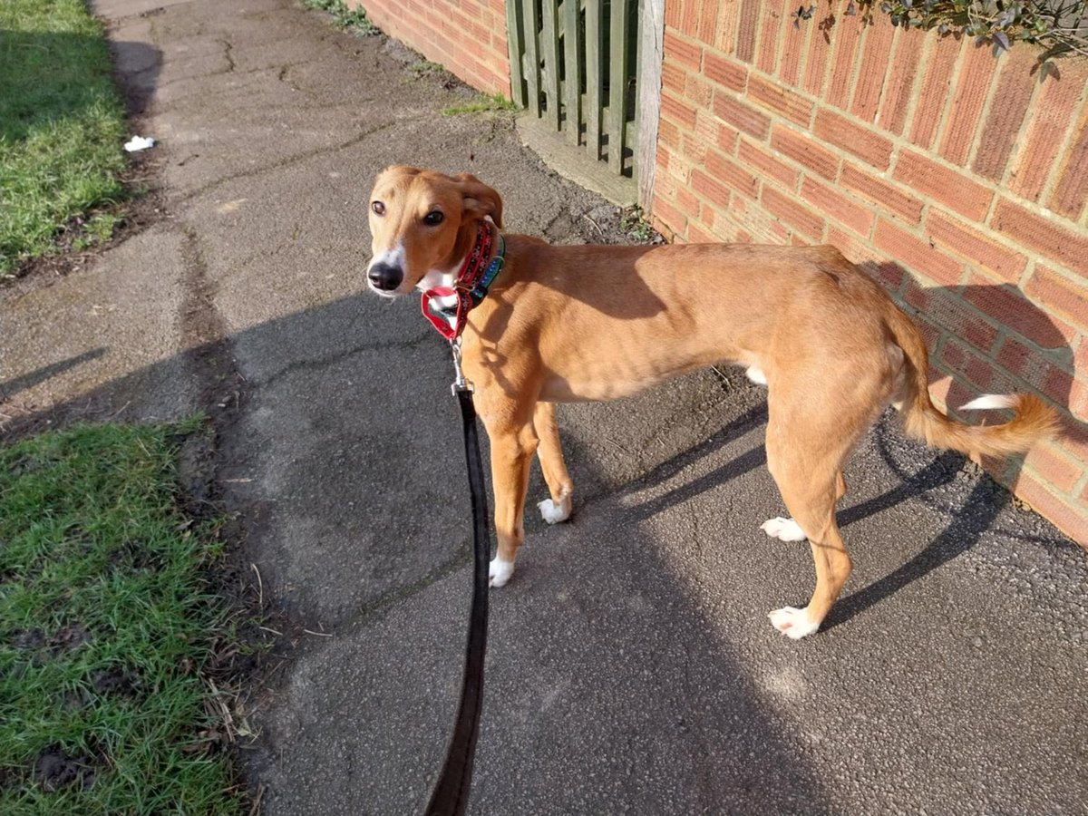 karen73984451's tweet image. #FridayVibes looking for a loving home is beeyootiful boy #Sam plz RT #TeamZay @LurcherSOS