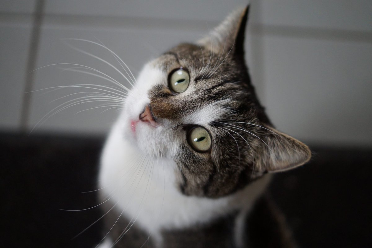 yolandaschultes's tweet image. Tierheim Mannheim sucht:
Tierpfleger*in gesucht!
Das Tierheim Mannheim braucht Verstärkung! Daher suchen wir ab sofort eine*n Mitarbeiter*in in der Tierpflege in Vollzeit und bei guter Bezahlung.
Anforderungen:
- Führerschein Klasse B
- Abgeschlossene Ausbildung als…