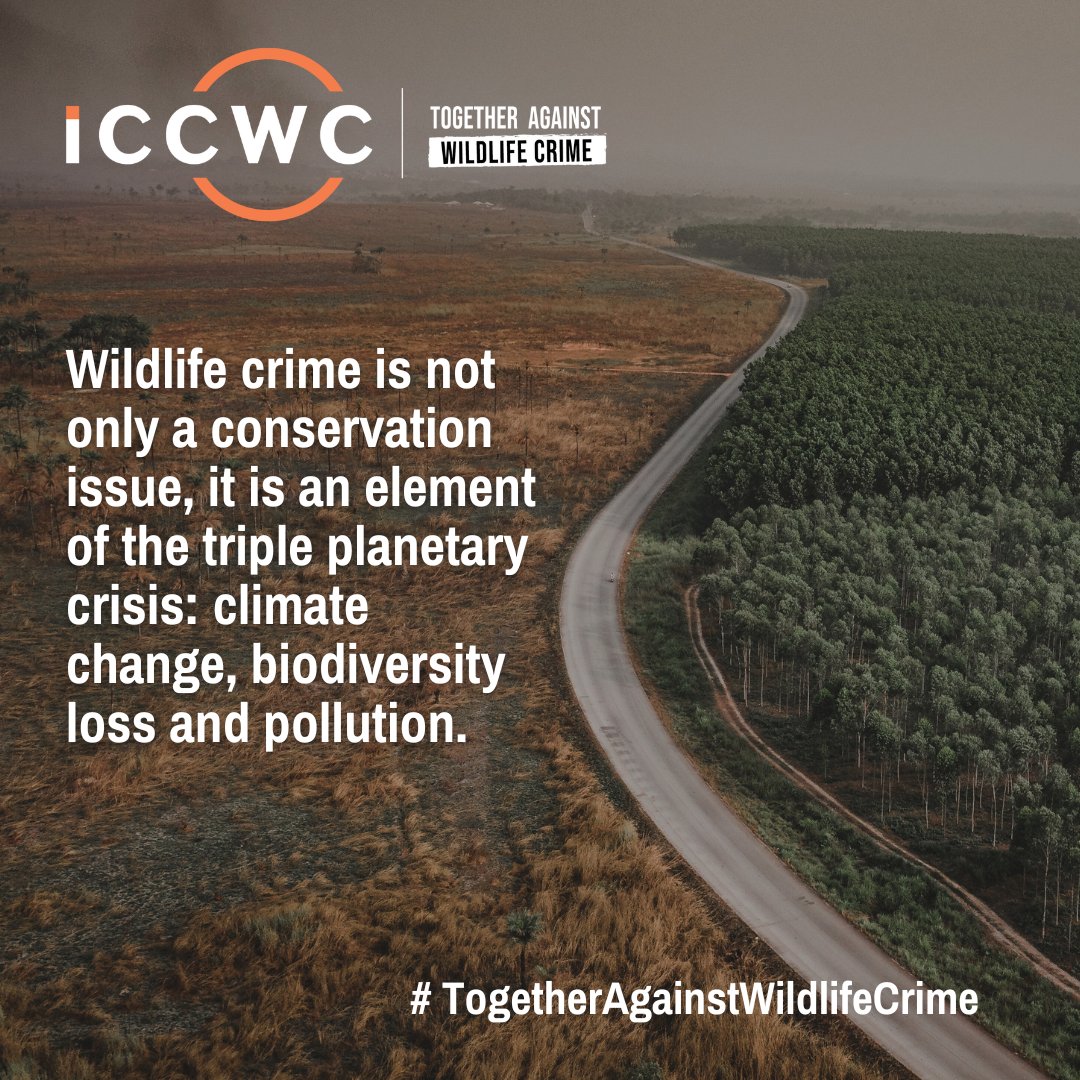 ICCWC_WFC's tweet image. Wildlife crime has severe consequences including climate change, biodiversity loss and pollution.

Find out how ICCWC is supporting countries to combat wildlife crime ➡️ iccwc-wildlifecrime.org

#TogetherAgainstWildlifeCrime