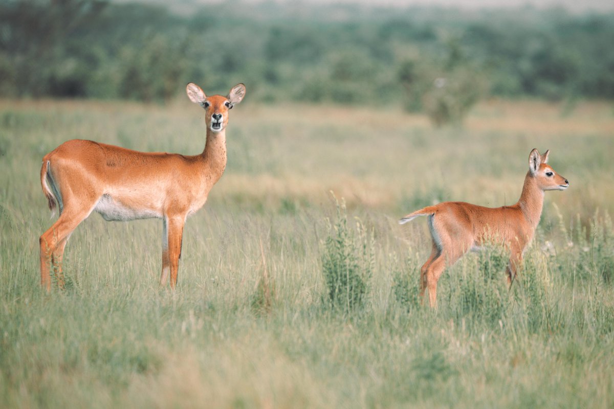 Kyangabi_Resort's tweet image. The weekend is here. Have fun while at it.
Also reminding you of the #IndependenceWeekendGetaway 8th-12th October.
Lots of fun activities including a game park drive, boat cruise & many more.
Booking: kyangabicrater.com
๐ธ: @buskago
#VisitKyangabi
#ExploreUganda
