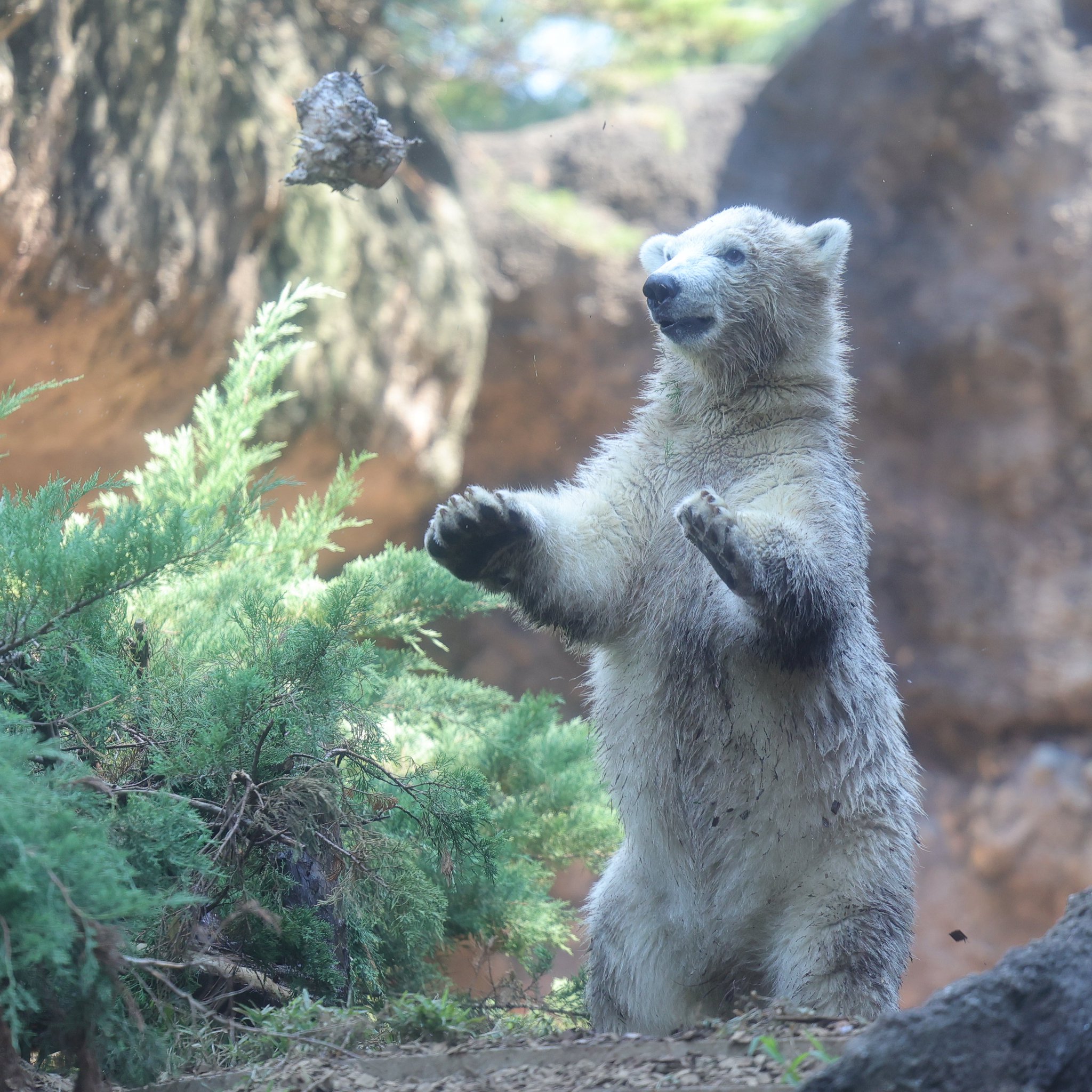 動物 しんどくないのかしら🐨✌️🐨🌏😅 20250711 🙅‍♀️無断転載
