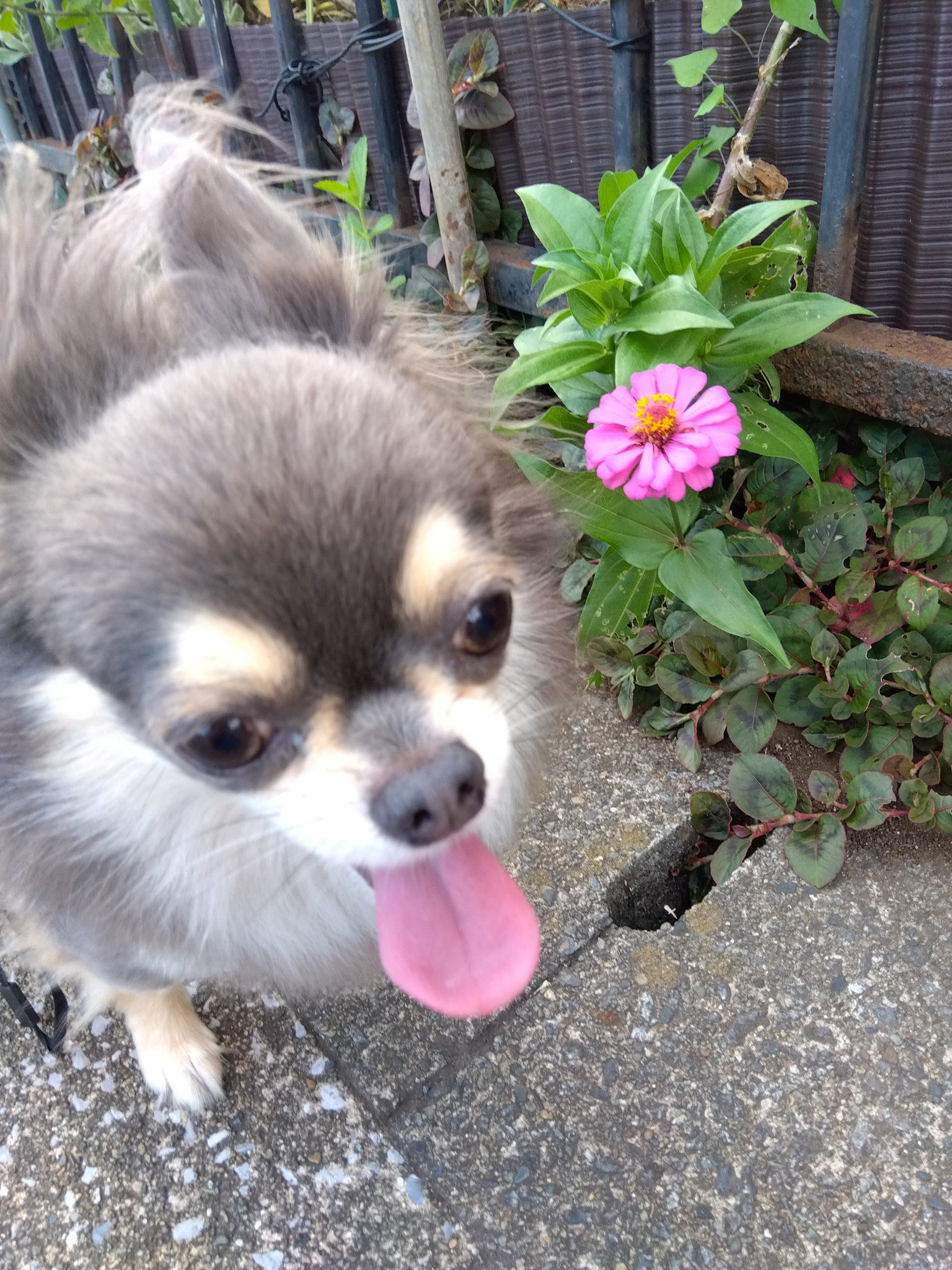 チワワ 🐾ちくわ🐾 on X: 