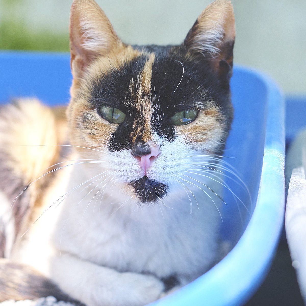 L’Hani té 11 anys i continua al refugi… És una gata tranquil·la, dolça i molt bona. No podem deixar que una iaieta tan meravellosa es faci gran entre gàbies 💔 Ajuda’ns a trobar-li una llar compartint!  protectoramataro.org/adopta-un-anim…