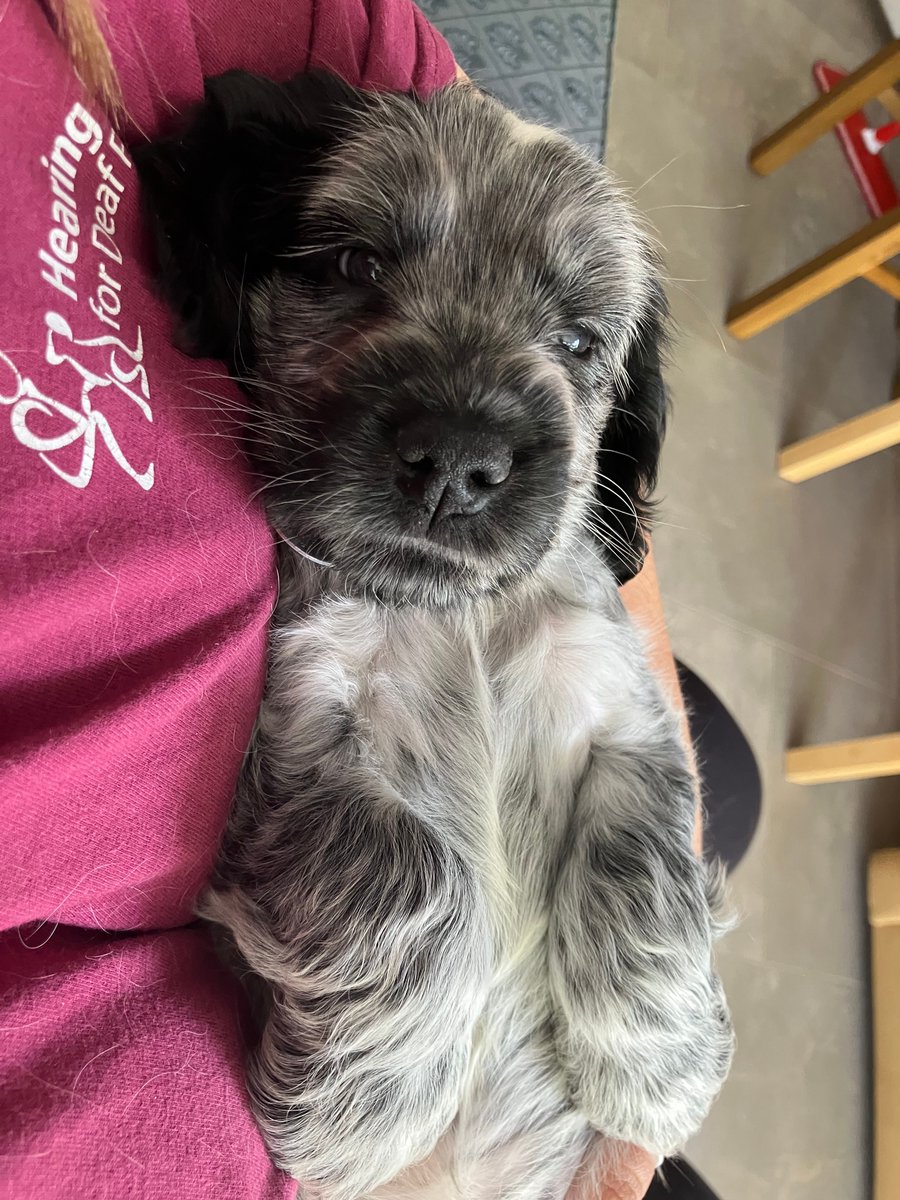 HearingDogs's tweet image. A big hello for top dude, Duggie 🐶
Like most puppies, Duggie spends his days playing, sleeping, and exploring the world around him.
It wont be long until he starts the early stages of her hearing dog training to one day change a deaf person's life. 🐾🥰