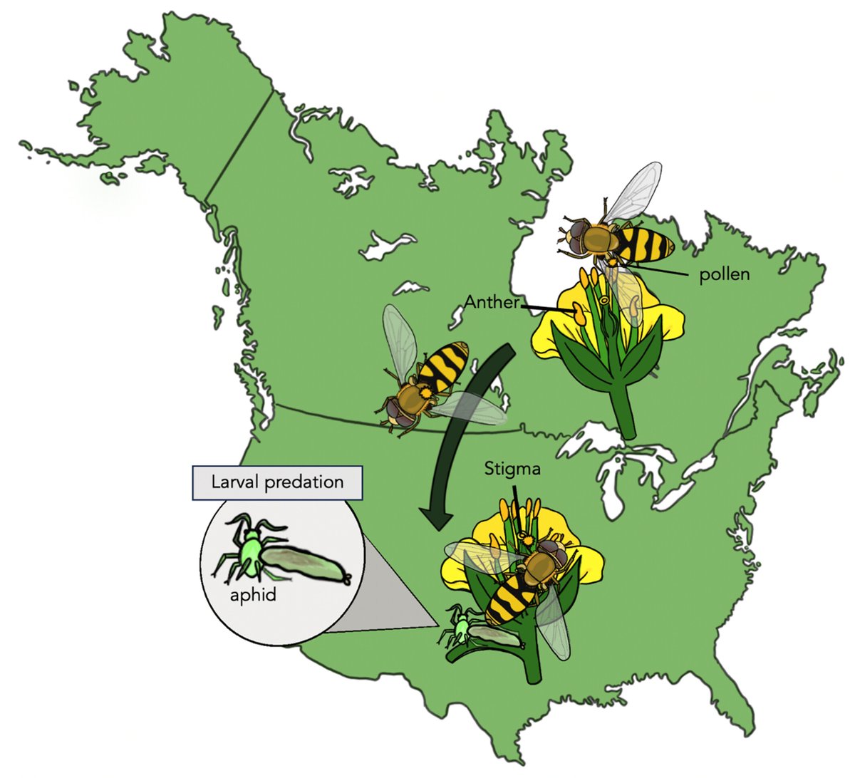 🐝 Hoverflies fuel up on nectar before epic migrations—carrying pollen thousands of km! These tiny travelers help cross-pollinate crops like canola along the way. 

Join our free entoLIVE webinar:
 eventbrite.co.uk/e/1490885461549