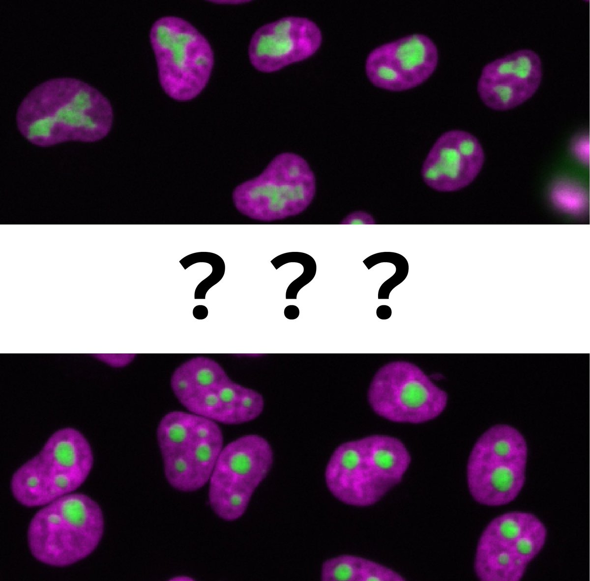 Excited to share our new preprint on <a href="/biorxivpreprint/">bioRxiv</a> from our great team @EMBL!
biorxiv.org/content/10.110…

If the nucleolus is liquid-like, why does it often appear irregularly shaped in proliferating mammalian cells?
What controls the nucleolar shape?
#PhaseSeparation #Nucleolus