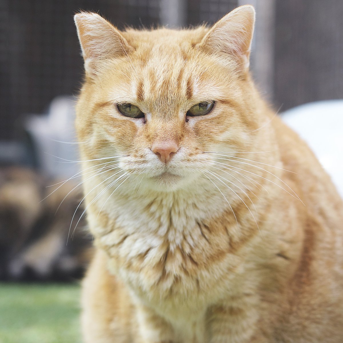 La Kika té 15 anys i gairebé tota una vida al refugi 💔 És independent i reservada, però ara comença a deixar-se veure una mica més. Només demana una llar tranquil·la per viure en pau el seu últim tram 🐾 🔗 protectoramataro.org/adopta-un-anim…