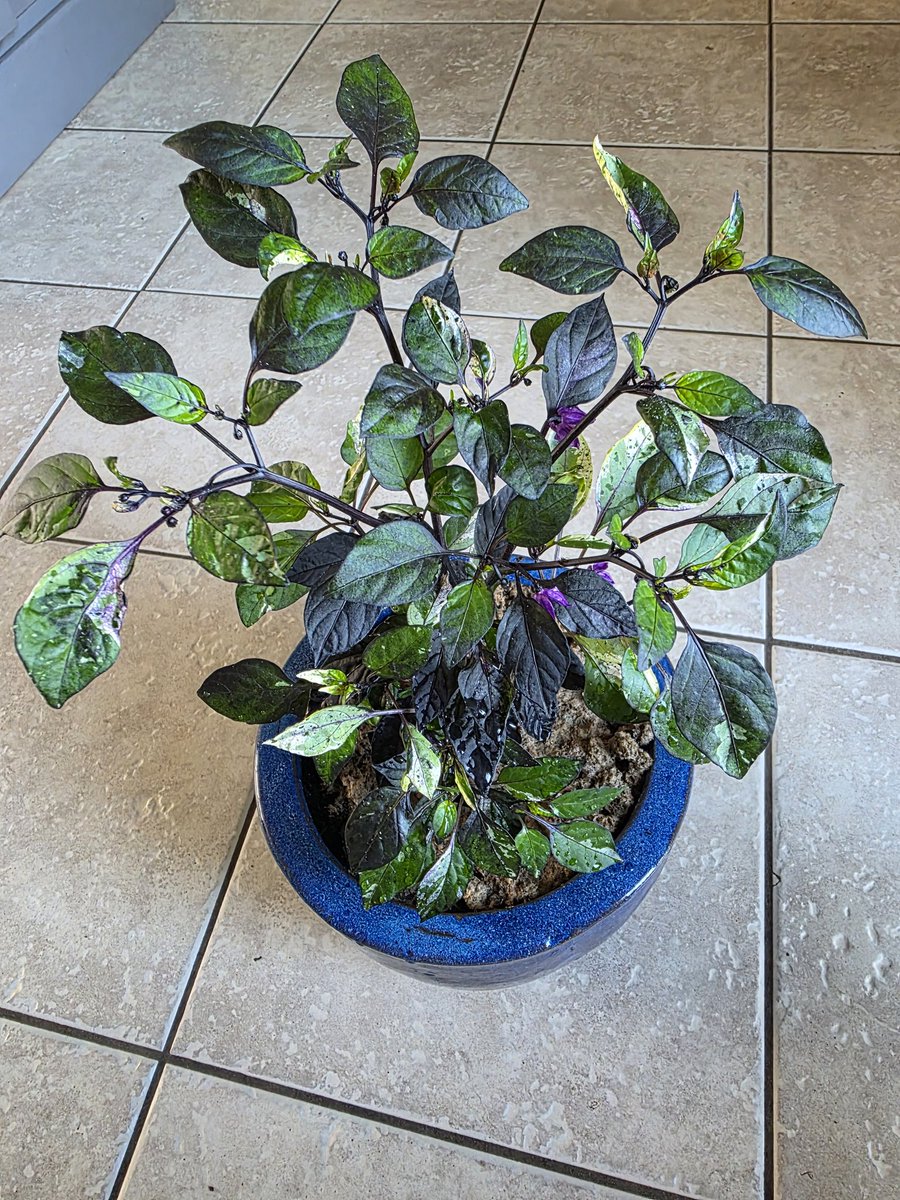 Ross Labdon tweet media