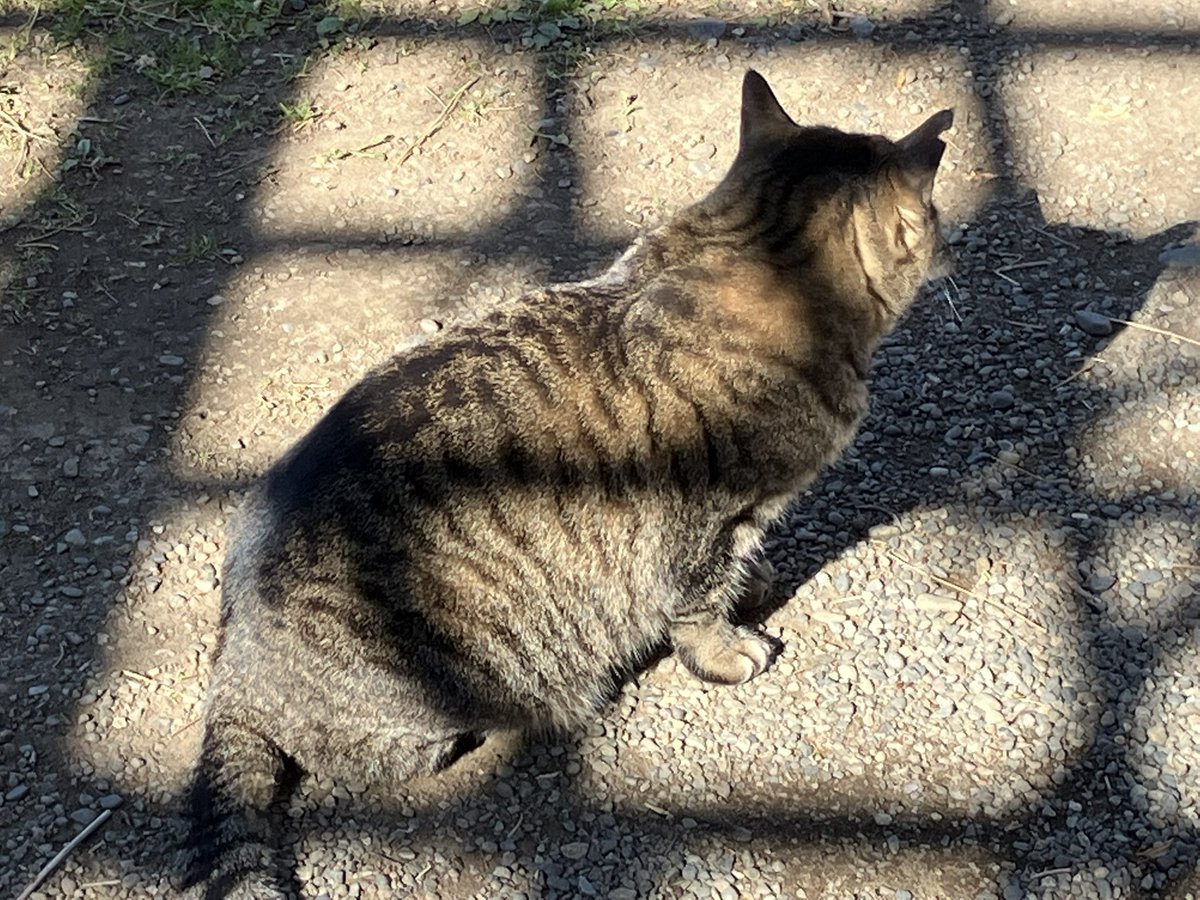 kmfk5178's tweet image. やっぱり猫っていいですね
((癒し))
2024.1.13 三溪園