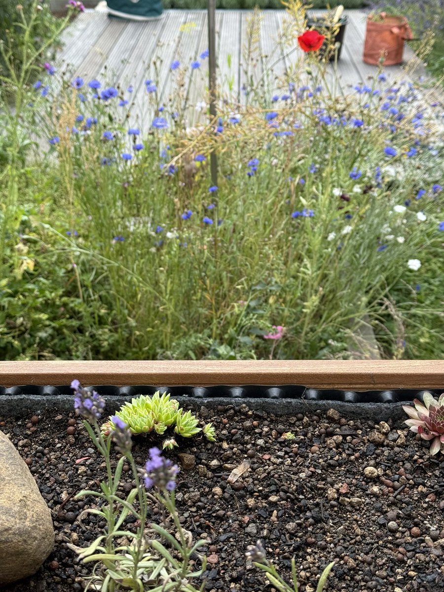 One square meter 4 wild bees