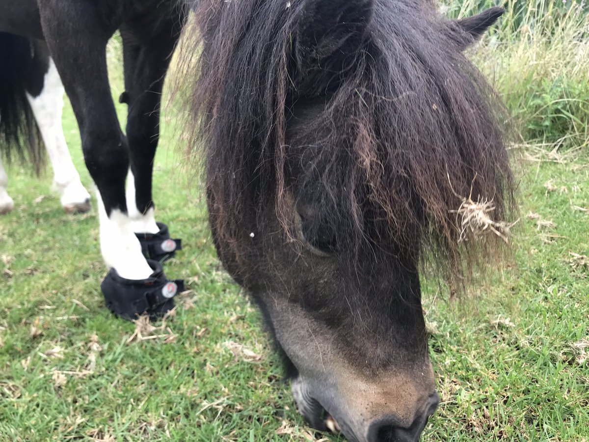The little rescue lady is having all of us on a rollercoaster 🎢. My farrier truly is a ⭐️. It’s frustrating to deal with neglect, bad breeding and the repercussions of lami and snake oil, (which could have been avoided). 
#ponyhour #RescuePony #fridayfrustrations
