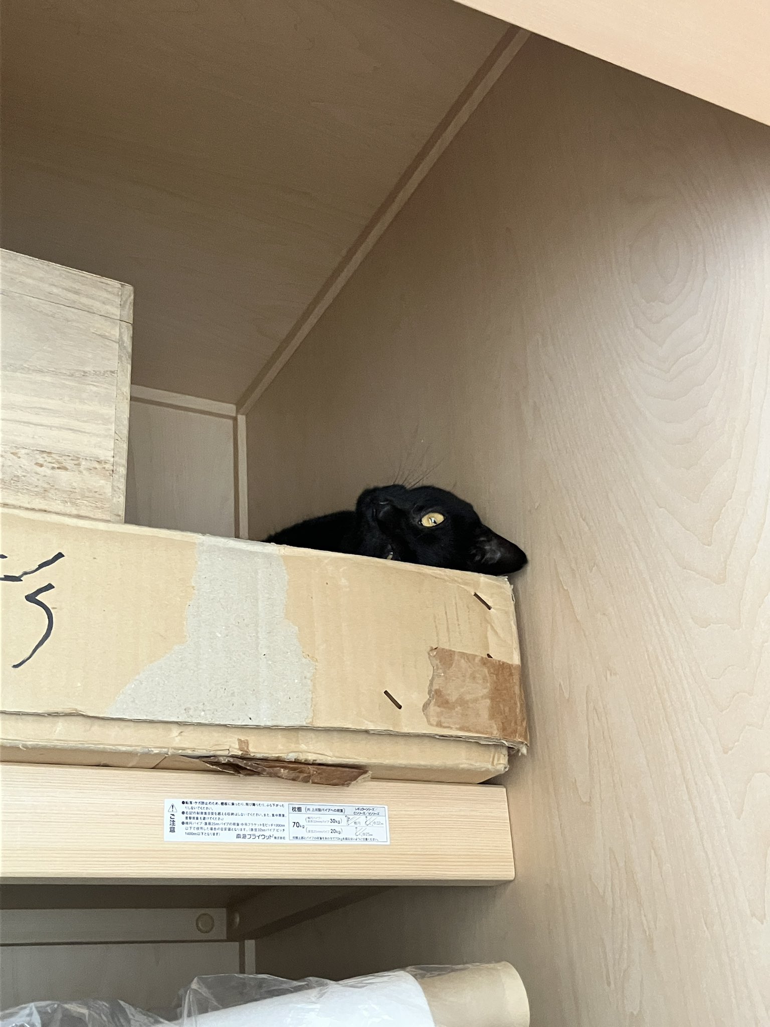 ひなねこ。ページ 町のカード屋さんひな猫 on X: 
