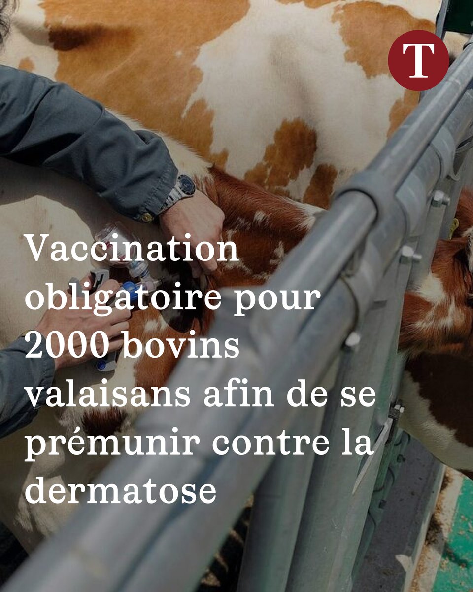 LeTemps's tweet image. Vaccination obligatoire pour 2000 bovins valaisans afin de se prémunir contre la dermatose
➡️ l.letemps.ch/zNf