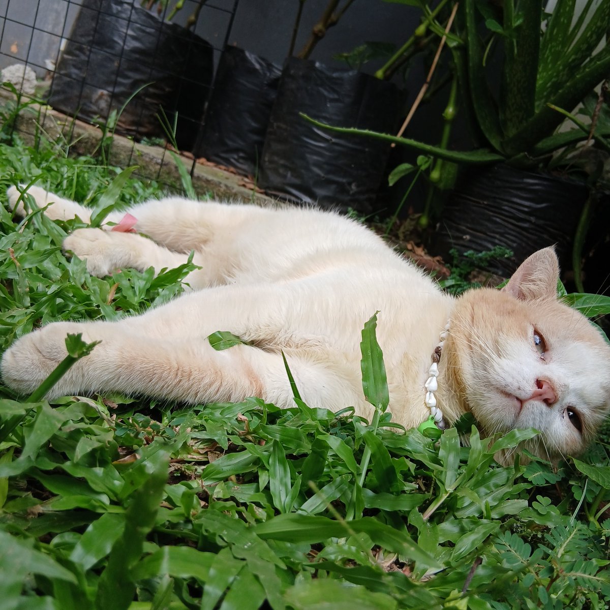 aku punya kalung baru, spesiel dibuatin mami. temanya bitch🏖⛱️🌊🐚