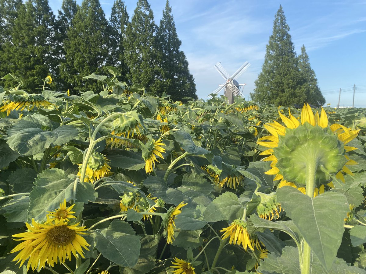OTNK628's tweet photo. ミツバチ🐝見っけ！
この暑さにひまわりさんもバテ気味ですねー https://t.co/VJVRybSDzn