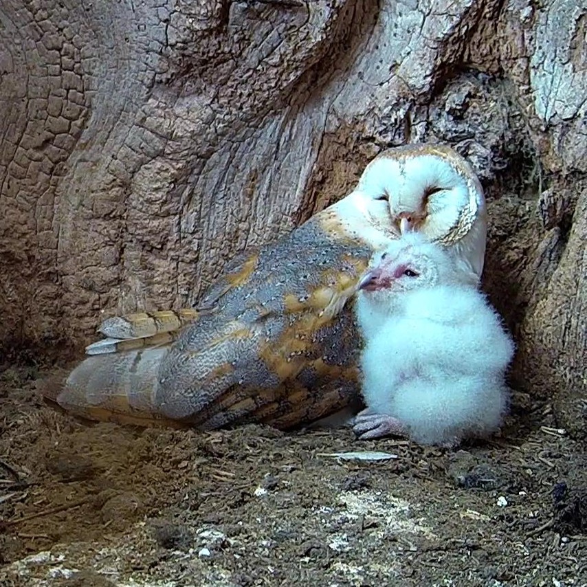 Time name the barn owl baby🦉
👉Vote here: robertefuller.com/pages/vote-for…
I've picked a shortlist from all your brilliant suggestions for Gylfie's chick — now it's time to vote for your favourite name!