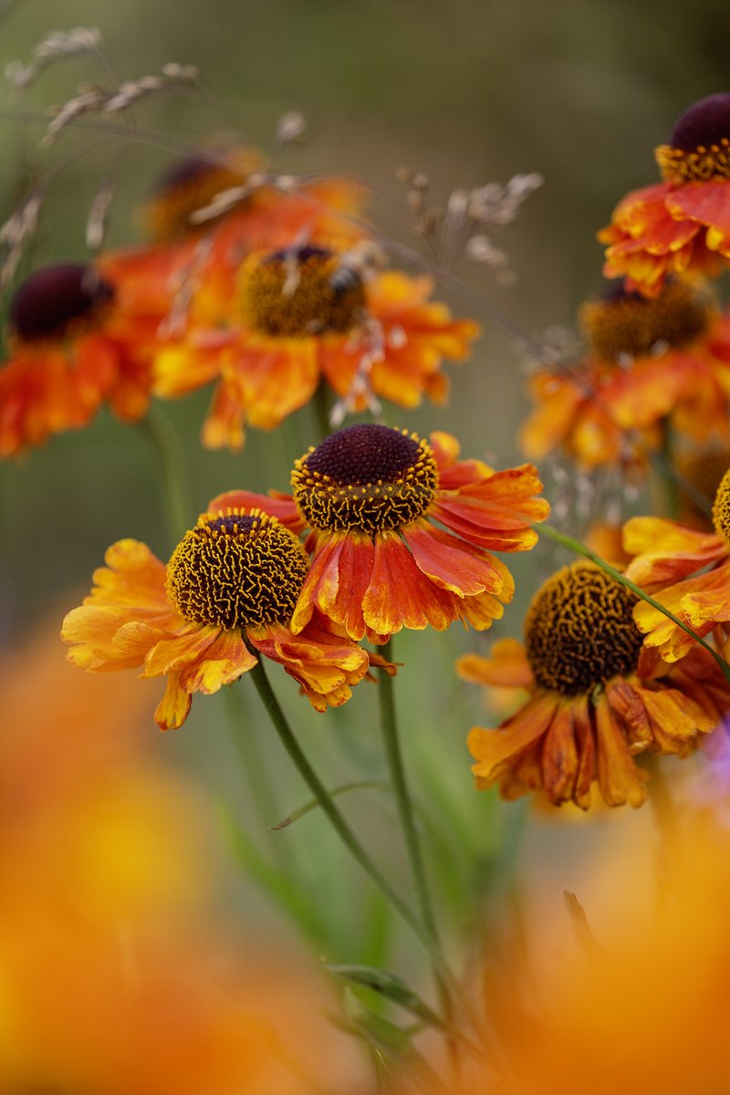 garden_aspire's tweet image. Fiery bursts of colour from Heleniums, also known as sneezeweed 🔥🌼
These late-summer perennials light up the garden with their vibrant reds, oranges, and golds – and pollinators love them too 🐝🌿
#thePhotoHour #flowersonfridays #FlowersOnX