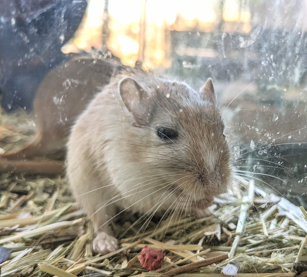 もぐもぐタイム
終わったらガラスを拭いてあげようね