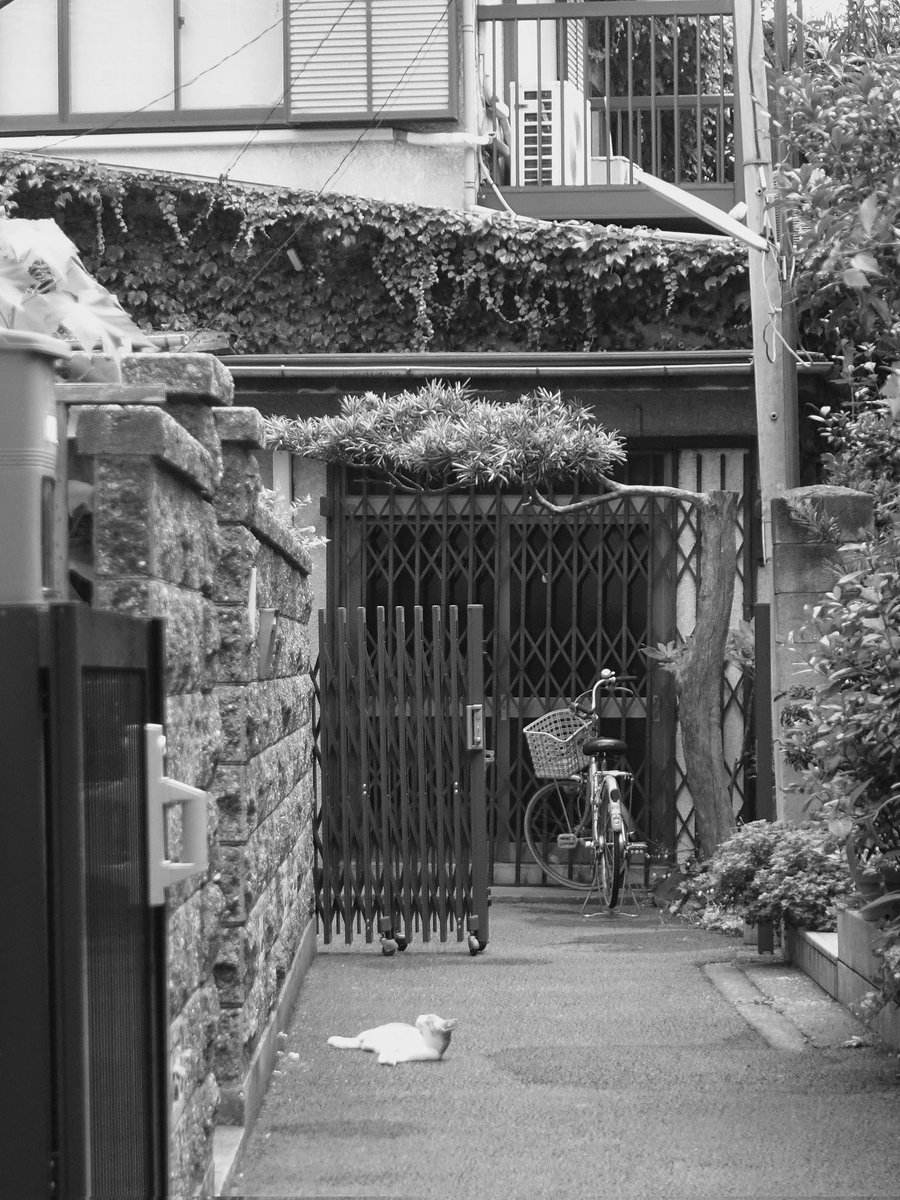gmo_46's tweet image. ネコさがし