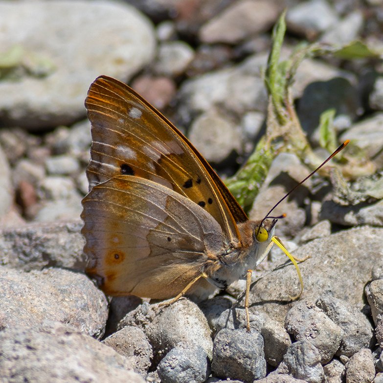 Bu yaramazı daha önce yurtdışında çekmiştim. Ama o olmaz memlekette de çekeceğim diye 3 sefer Ardahan a gittim. Nihayet de buldum. Neredeyse Gürcistan sınırında . 
Öyle yaramaz ki bu kareleri ancak 400mm lens ile uzaktan alabildim. 
Küçük mor imparator- Apatura ilia