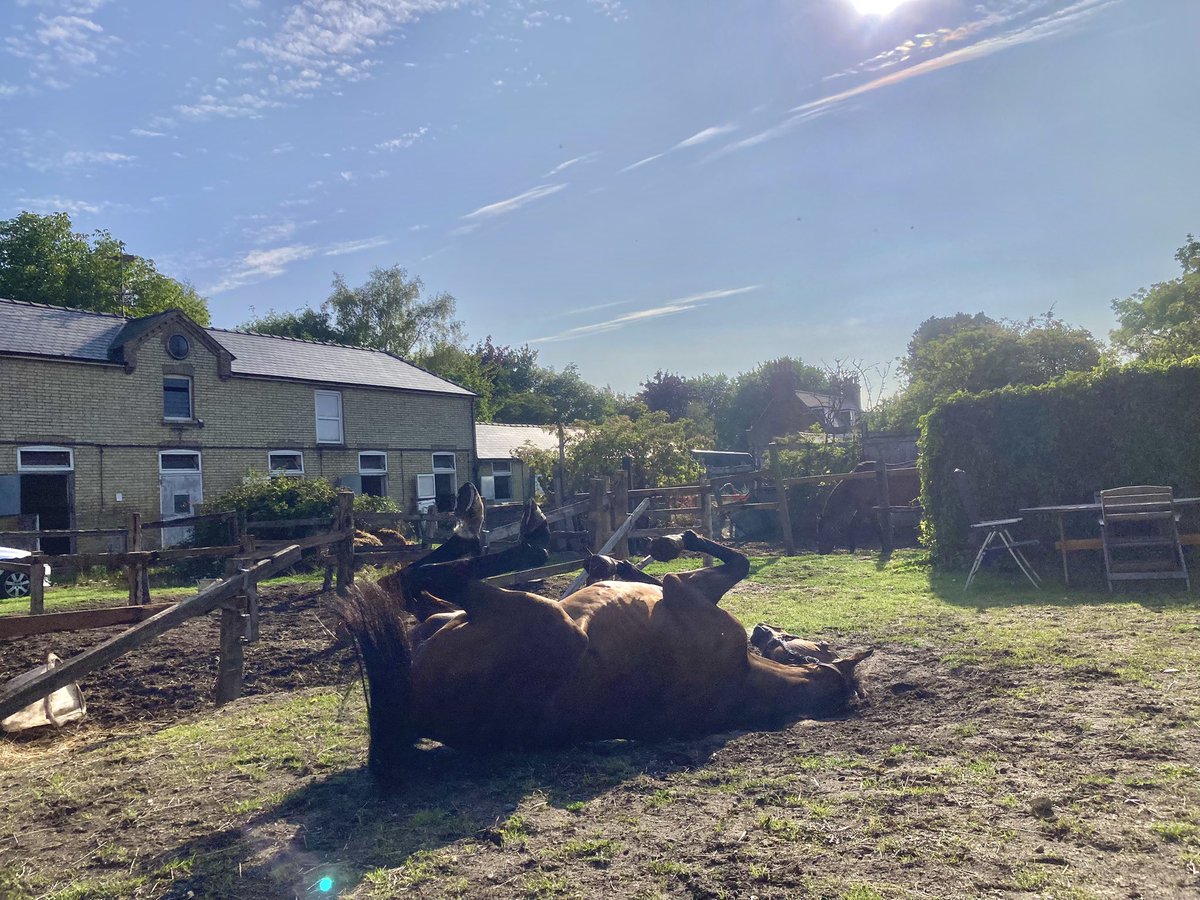 JohnWathenBerry's tweet image. We ended up having quite a lot of rain yesterday in Newmarket but today is sunny and warming up nicely. Currently 21 degrees, forecast high 25. Very pleasant.