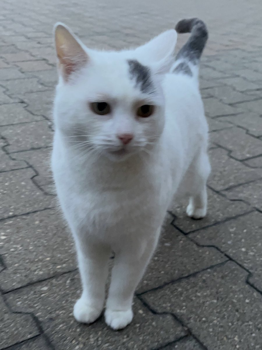 half_straycat's tweet image. A little stretch on the back legs🐾🩷