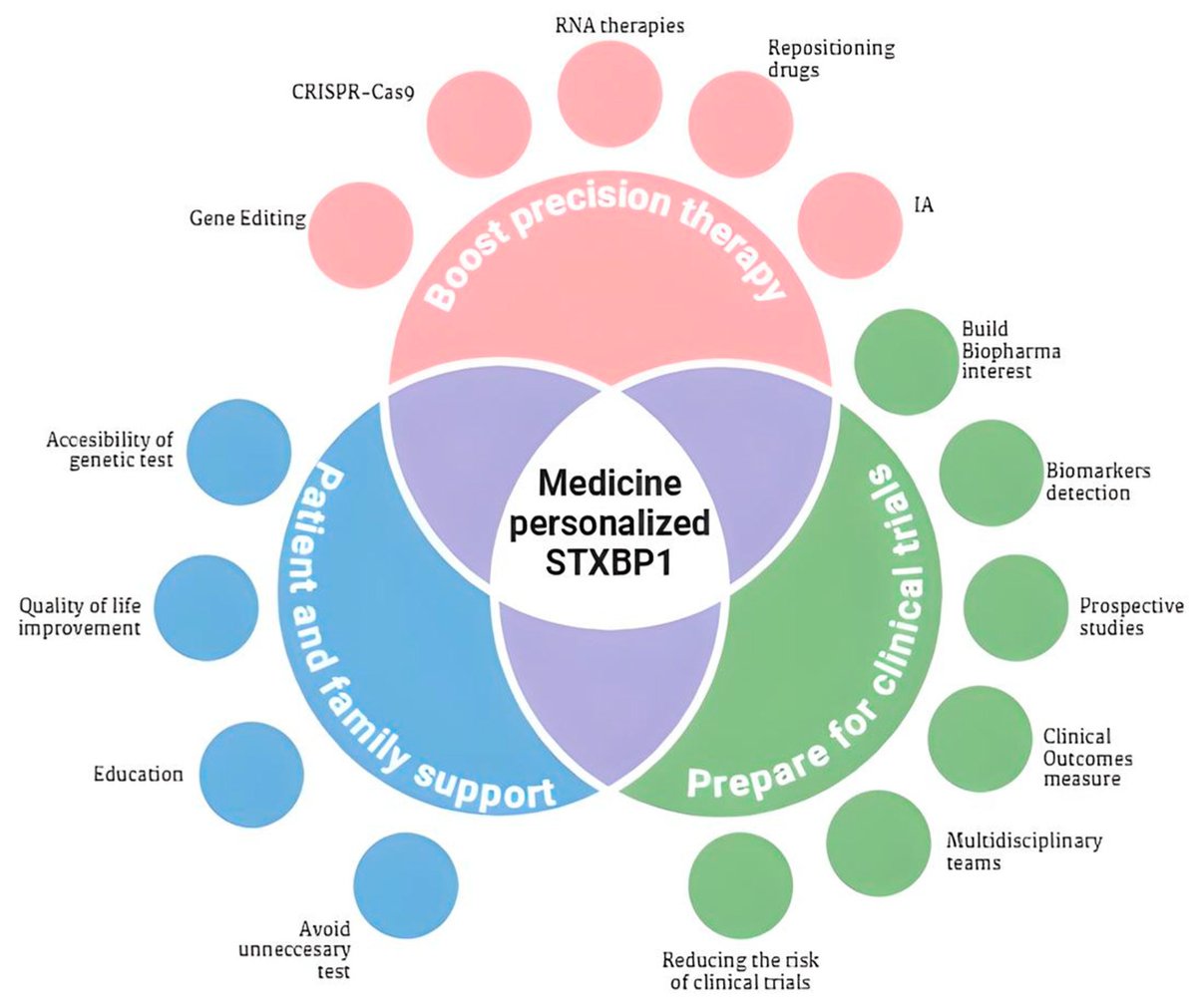 📚 Read our #published Review "#STXBP1 Syndrome: #Biotechnological Advances, Challenges, and Perspectives in #GeneTherapy, Experimental Models, and Translational Research" by Silvestre Ruano-Rodríguez, et al.

🔺 Access the full text at: mdpi.com/2673-6284/14/1…