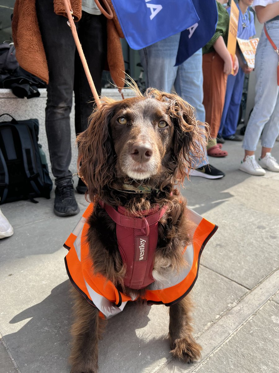 NicholasPitto's tweet image. And the award for cutest picketer goes to Scarlett at @UHSussex
@BMAResidents #FullPayRestoration
How can you say no to this @wesstreeting ?