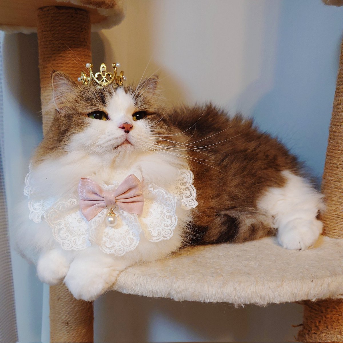 marotrain's tweet image. あたちにひれ伏しなしゃい🩷
#猫のいる暮らし𓏲𓎨   #ミヌエット