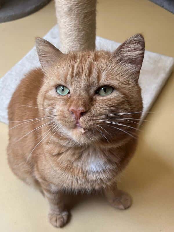 Pietertje (8) zoekt nog steeds een functie elders! 🐾
Knap ventje met gebruiksaanwijzing zoekt ervaren baasje met geduld én tuin. Na wat pech in eerdere plaatsingen verdient hij nu écht een blijvend thuis.
Soest | info@dierenzorgeemland.nl
dierenasiels.com/dier/4DA47DED-…
#kat #katten