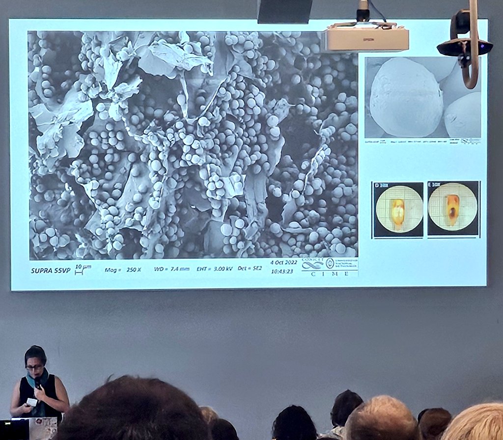 DrJenniferBates's tweet image. A sleepy morning after the #IWGP2025 party! We're back with more #food papers from the Americas and Europe. Starch, phytoliths, seeds and archaeochemicals...and cesspits!
#archaeobotany #archaeologicalscience #archaeology