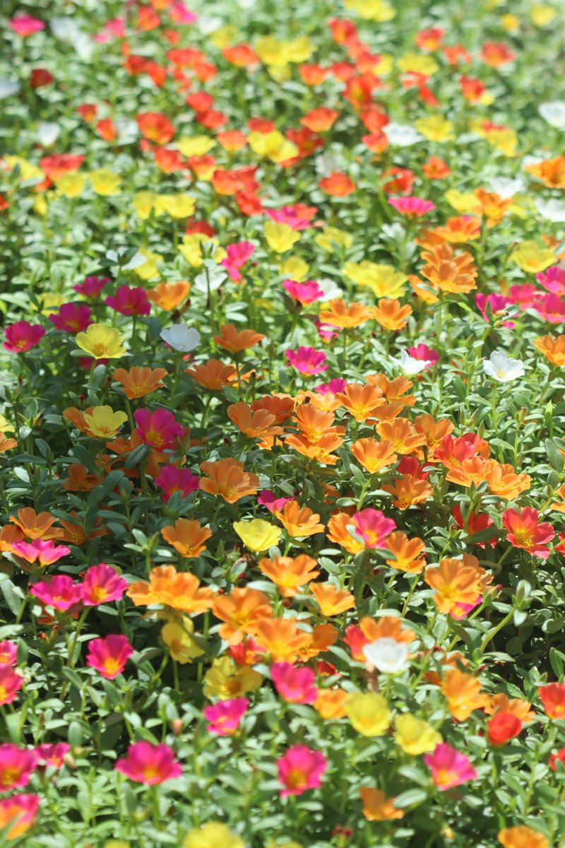 MaririnSiga's tweet image. 花の絨毯
#ポーチュラカ