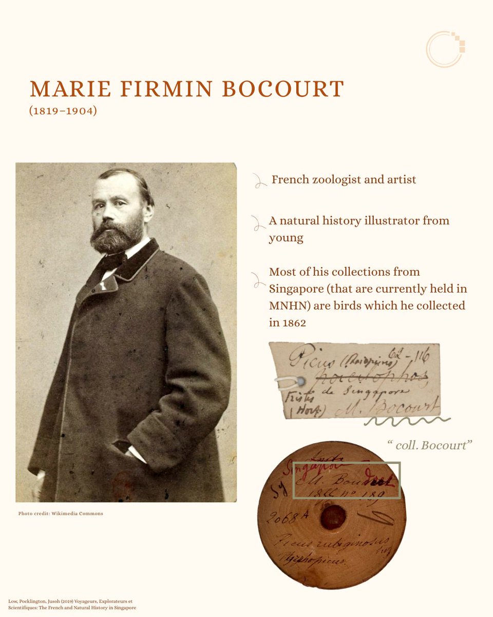 signifynathist's tweet image. This week, we feature birds from MNHN. Learn about Marie Firmin Bocourt, the collector of these specimens ✍🏻
These birds were collected more than a century ago in the 1860s. Despite their age, they retain their vibrant colouration. Find out more in the post!  🦜