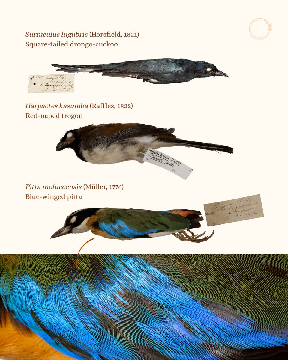 signifynathist's tweet image. This week, we feature birds from MNHN. Learn about Marie Firmin Bocourt, the collector of these specimens ✍🏻
These birds were collected more than a century ago in the 1860s. Despite their age, they retain their vibrant colouration. Find out more in the post!  🦜