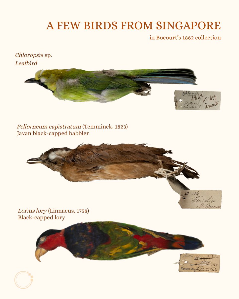 signifynathist's tweet image. This week, we feature birds from MNHN. Learn about Marie Firmin Bocourt, the collector of these specimens ✍🏻
These birds were collected more than a century ago in the 1860s. Despite their age, they retain their vibrant colouration. Find out more in the post!  🦜