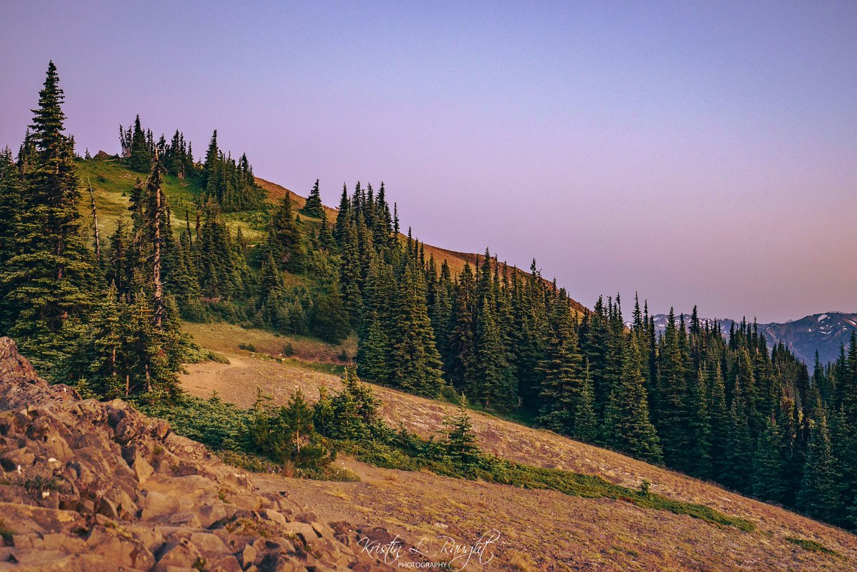 KristinLRaught's tweet image. Can you spot the buck in this photo? I took this up at Blue Mountain earlier this week. It's so beautiful up there.