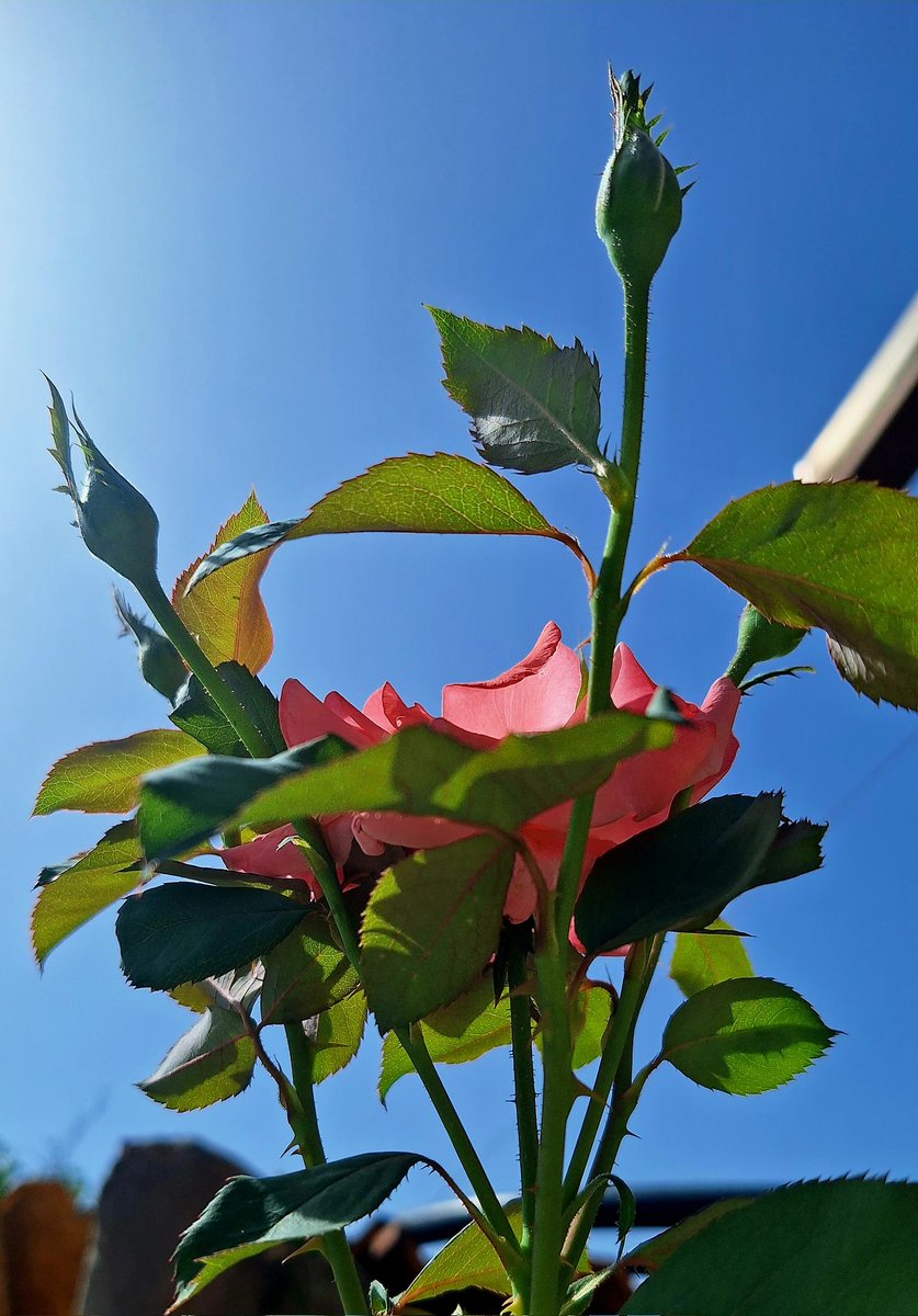 stregadentro's tweet image. La rosa di mio padre
π·
