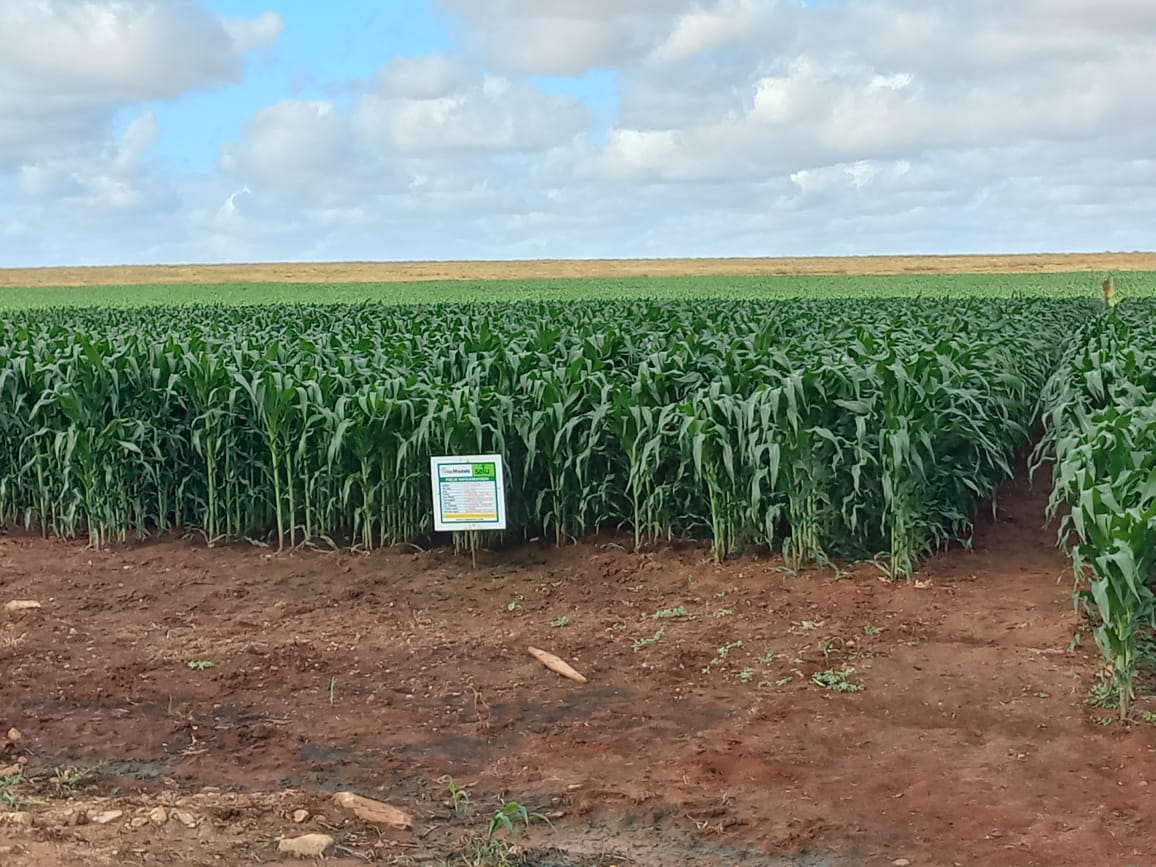 Kimuzi_'s tweet photo. I posted this on 23rd July 2023. Today is the 25th of July 2025. Same things, just a different year.

This is a white elephant project. Where does the produce go after harvest? Why is it hard to scale it up? Why are you annually lying to the people? https://t.co/3elDMHIpcH