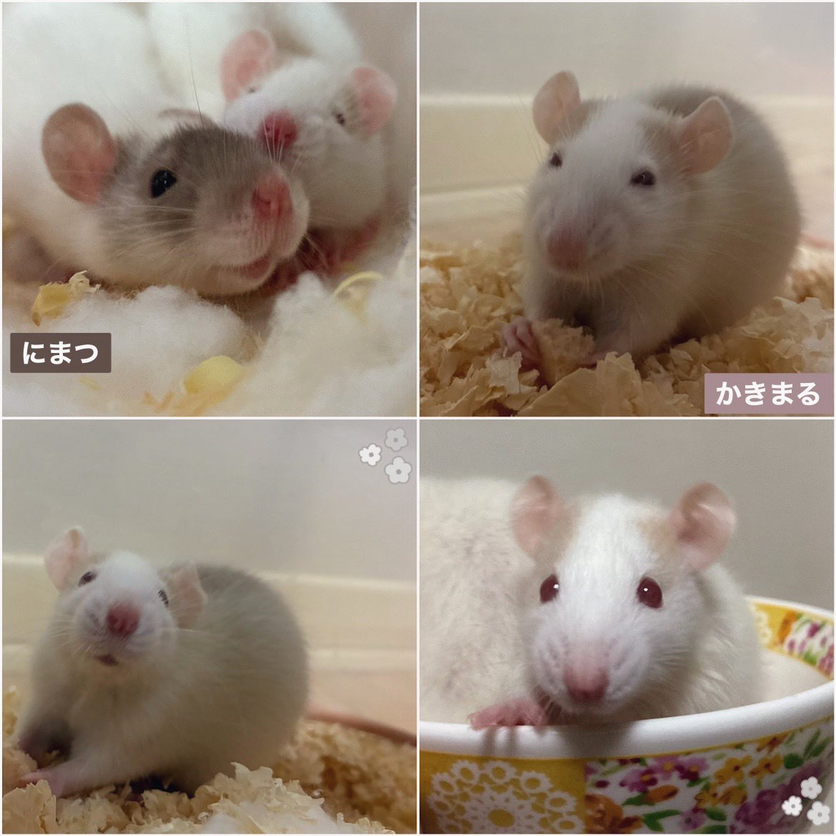 mb8lnmm's tweet image. 今日のねずみです
毛並みが美しいもっちりねずみ
です🐀。°
#ファンシーラット
#エキゾチックアニマル
#小動物ペット
#ねずみは家族